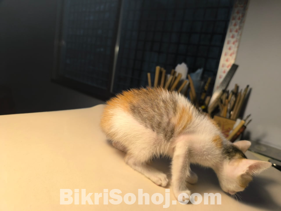 মিক্স বিড়াল